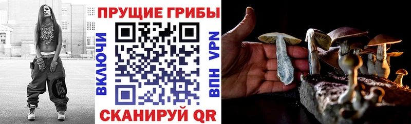 Псилоцибиновые грибы Psilocybine cubensis  Волоколамск 